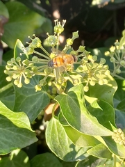Apis mellifera