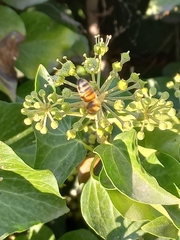 Apis mellifera