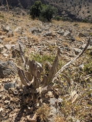 Desmidorchis penicillata