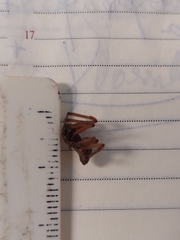 Lycosoides coarctata