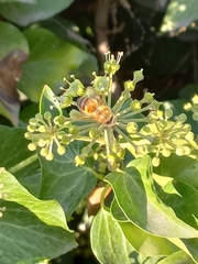 Apis mellifera