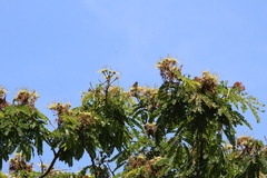 Cigaritis mozambica