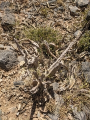 Desmidorchis penicillata