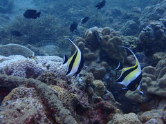 Zanclus cornutus