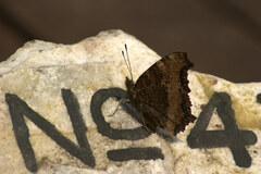 Nymphalis xanthomelas