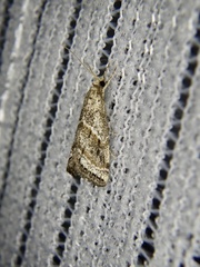 Microchilo inouei