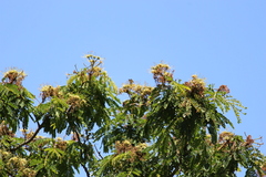 Cigaritis mozambica