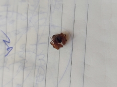 Lycosoides coarctata