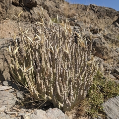 Desmidorchis penicillata