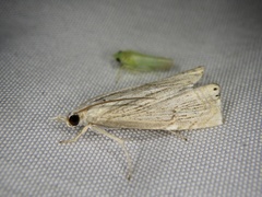 Chrysoteuchia diplogrammus