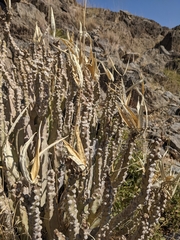 Desmidorchis penicillata