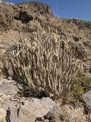 Desmidorchis penicillata