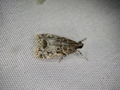 Eudonia puellaris
