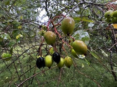 Viburnum prunifolium