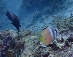 Chaetodon kleinii