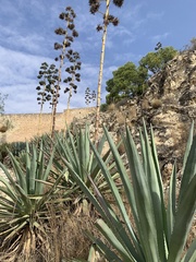 Agave