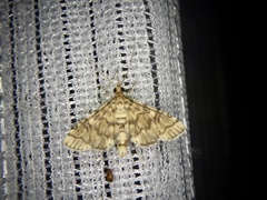 Nacoleia satsumalis