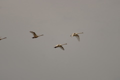 Cygnus olor