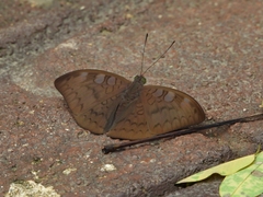 Tanaecia jahnu