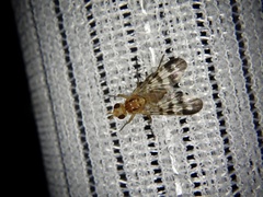 Parageloemyia quadriseta