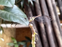 Lathrecista asiatica