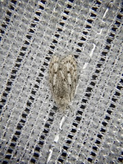 Scythropiodes leucostola