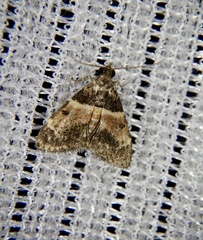 Lepidogma tripartita