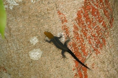 Gonatodes albogularis