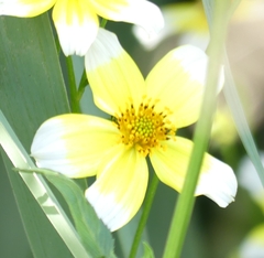 Bidens aurea