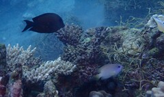 Ctenochaetus striatus