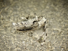 Mesosa senilis