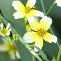 Bidens aurea