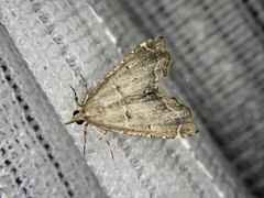 Diplopseustis perieresalis