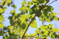 Croton sylvaticus