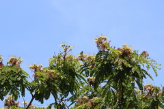 Cigaritis mozambica