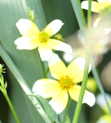 Bidens aurea