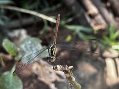 Lathrecista asiatica