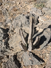 Desmidorchis penicillata