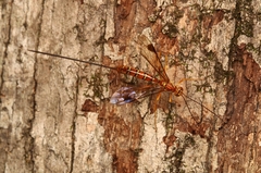 Megarhyssa greenei