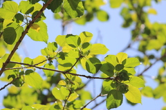 Croton sylvaticus