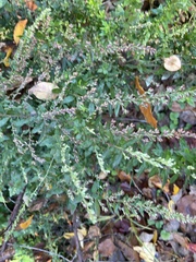 Artemisia indica