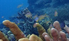 Pseudanthias huchtii