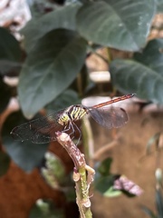 Lathrecista asiatica
