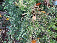 Artemisia indica