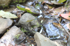 Allocnemis leucosticta