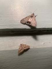 Melipotis jucunda