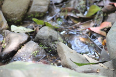 Allocnemis leucosticta