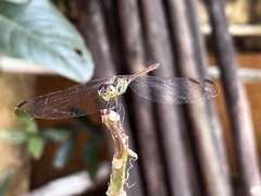 Lathrecista asiatica