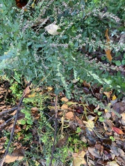 Artemisia indica