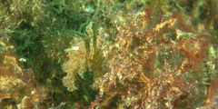 Sepia latimanus